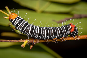 caterpillar on leaf
