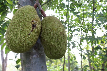 jackfruit stock on tree in the farm