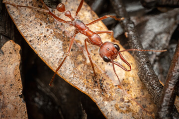 red bull-ant on a leaf