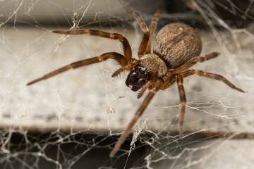 spider on the web