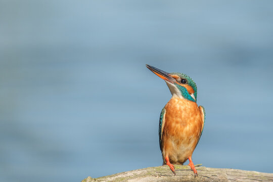 Kingfisher - Pescaras albastru - Alcedo atthis