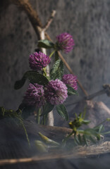 Blooming clover with background