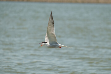 Chira de balta - Common tern - Sterna hirundo