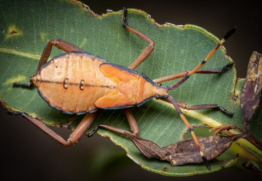 shield bug on a leaf