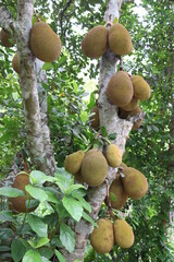 jackfruit stock on tree in the farm