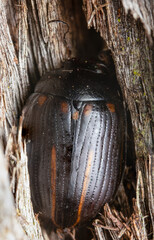 Fototapeta premium Beetle on tree