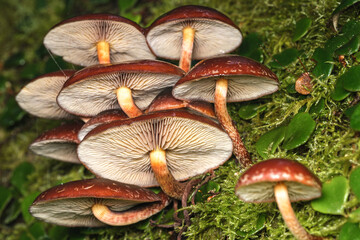 Fototapeta premium mushrooms in the forest