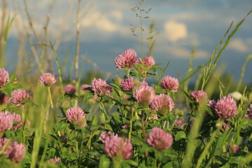 A beautiful blonde girl in black clothes is standing leaning out of the car window, in a graceful pose with outstretched arms and thrown back head against the backdrop of a twilight forest at summer.