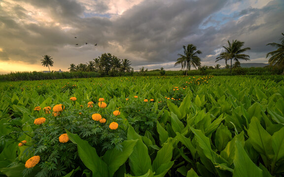 marigold or zendu or genda flower farm landscape with beautiful scenic view in background