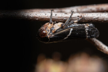 Tree hopper on branch