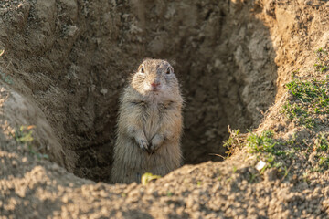 Popandau european - European ground squirrel - Spermophilus citellus
