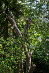 Selective focus photo. An old plum tree with felled branches.