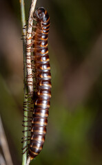 macro of Millipede on grass