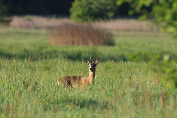 deer in the grass, roebuck, Poland