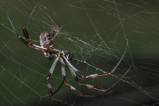 spider on the web