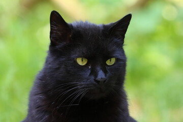 Naklejka na ściany i meble black cat with green eyes