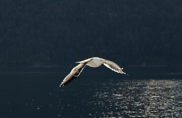 Fototapeta na wymiar with outstretched wings, seagull flying over the water