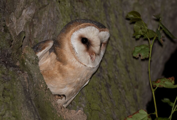 Tyto alba Płomykówka Barn owl © Slawomir