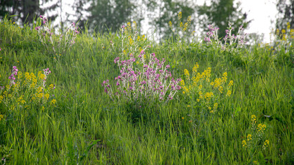 Among the grass are blooming pink and yellow flowers. The picture was taken against a backlight.