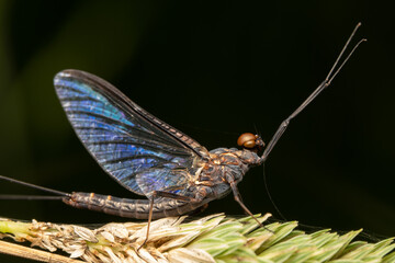 damselfly on grass