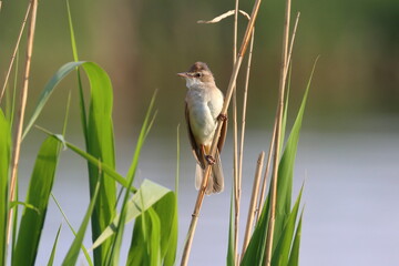 great reed-warbler