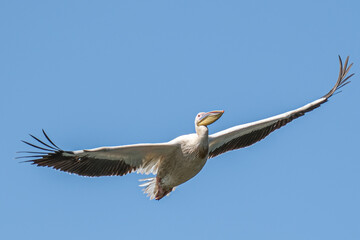 Great white pelican - Pelican comun - Pelecanus onocrotalus