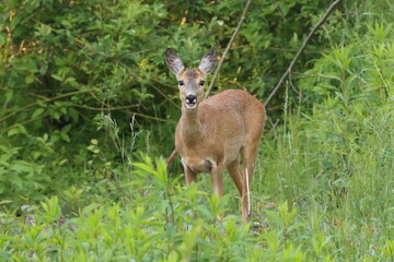 roe deer in the field, Polish wild nature
