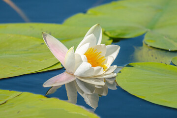 Nufar alb - White water lily - Nymphaea alba