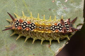 caterpillar on a leaf