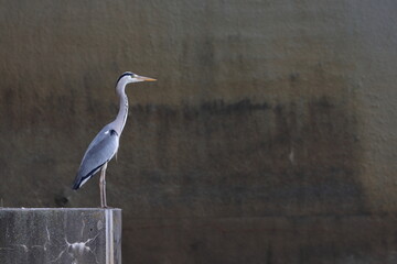 grey heron ardea cinerea, on the background of the wall
place for text
