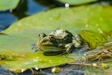 Marsh frog - Broasca mare de lac - Pelophylax ridibundus