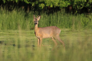 male deer with a broken hanging horn, roebuck