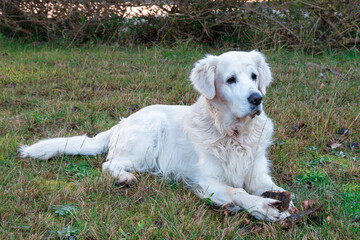 white dog of golden retriever breed on the beach of laredo

