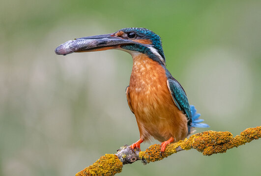 Alcedo atthis Zimorodek Common kingfisher