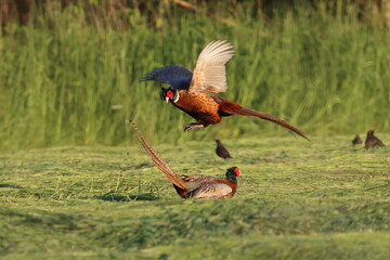 fighting pheasants, mating scores, pheasant in flight - obrazy, fototapety, plakaty