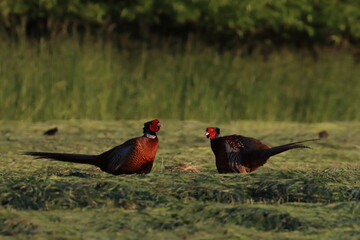 two pheasants, male