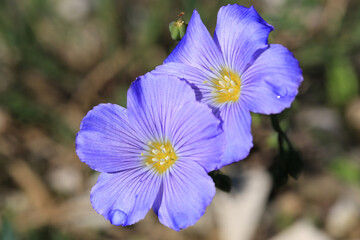 Blooming alpine flax in sunny June