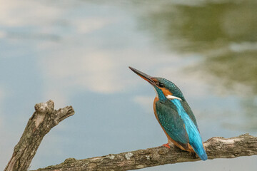 Pescaras albastru - Kingfisher - Alcedo atthis