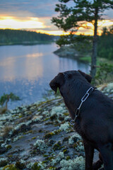 dog looking at sunset, dog silhouette in nature, evening nature at sunset, sunset lake view from island, green grass and quiet lake, wilderness recreation and tourism, solitude, beauty of nature to