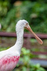 The roseate spoonbill is a gregarious wading bird of the ibis and spoonbill family. 
It is a resident breeder in South America.
Adults have a bare greenish head and a white neck, back and breast 