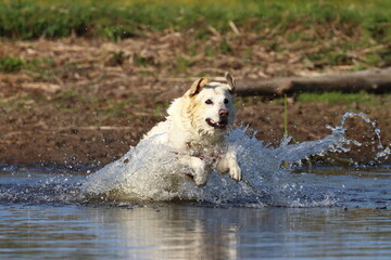 white dog jumping into the water