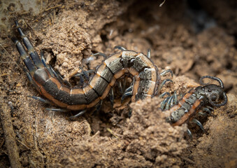 Centipede on ground