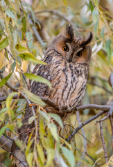 Asio otus Uszatka zwyczajna, uszatka Long-eared owl - obrazy, fototapety, plakaty