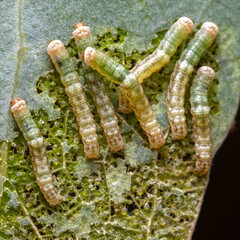 caterpillars on a leaf