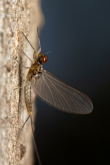 Mayfly on tree