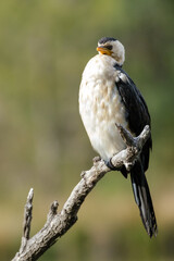 Pied Cormorant