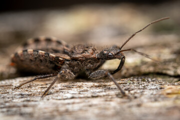macro of a bug
