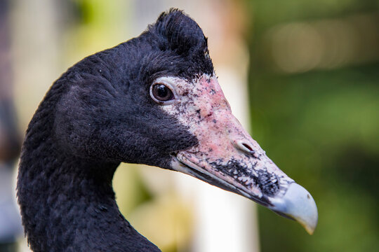 The magpie goose (Anseranas semipalmata) is the sole living representative species of the family Anseranatidae. This common waterbird is found in northern Australia and southern New Guinea.