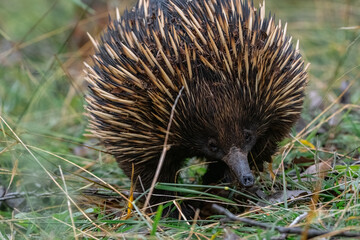 Echidna walking