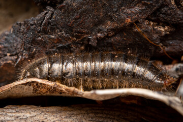 close up of a beetle larva